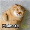 Mailbote